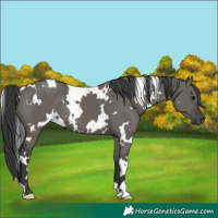 Horse Color:White Spotted Grullo 