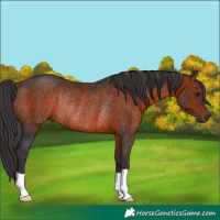 Horse Color:Brown Rabicano 