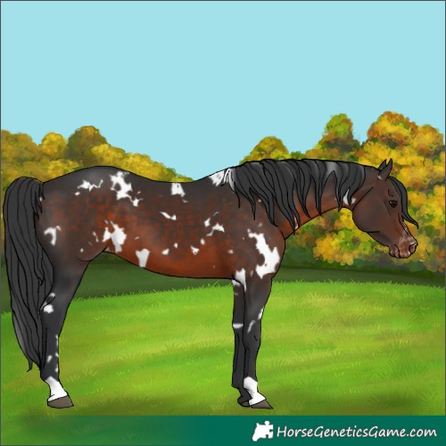 Horse Color:White Spotted Brown Appaloosa 