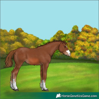 Horse Color:Chestnut Appaloosa 