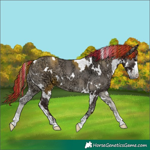Horse Color:Painted White Spotted Grullo Ice Onyx 