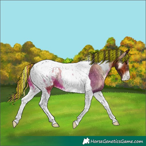 Horse Color:Painted Bay Onyx Tobiano Blanket 