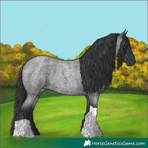Horse Color:Blue Roan Tobiano 