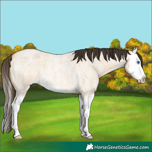 Horse Color:Buckskin Roan Dun Splash 