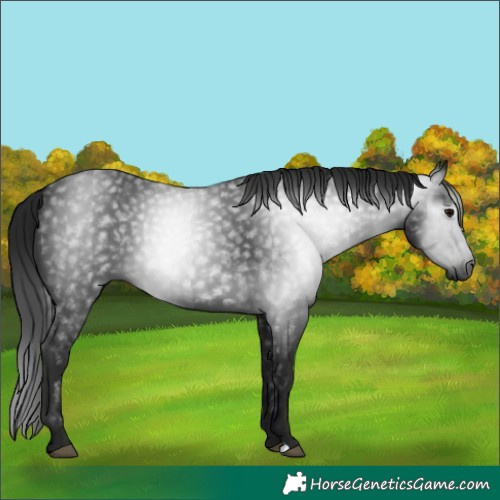 Horse Color:Gray Black 