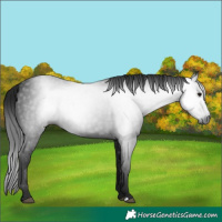 Horse Color:Gray Black 