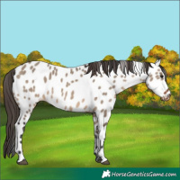 Horse Color:Brown Dun Appaloosa 