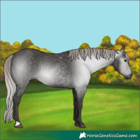 Horse Color:Gray Silver Black 