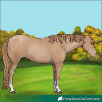 Horse Color:Black Pearl Tobiano 