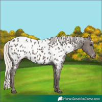Horse Color:Silver Black Near Leopard 