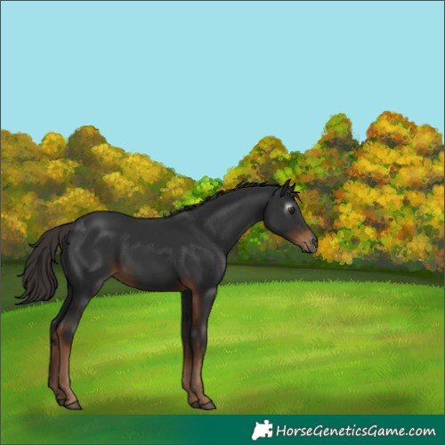 Horse Color:Gray Liver Chestnut 