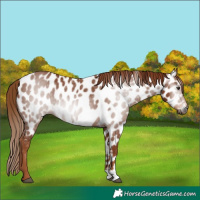Horse Color:Gray Chestnut Near Leopard 