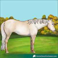 Horse Color:Gray Silver Amber Cream Champagne Pearl Dun 
