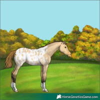 Horse Color:Buckskin Dun Appaloosa