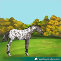 Horse Color:White Spotted Grullo Near Leopard