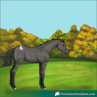 Horse Color:Grullo Appaloosa 