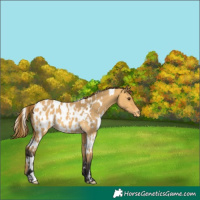 Horse Color:White Spotted Buckskin Dun Appaloosa 
