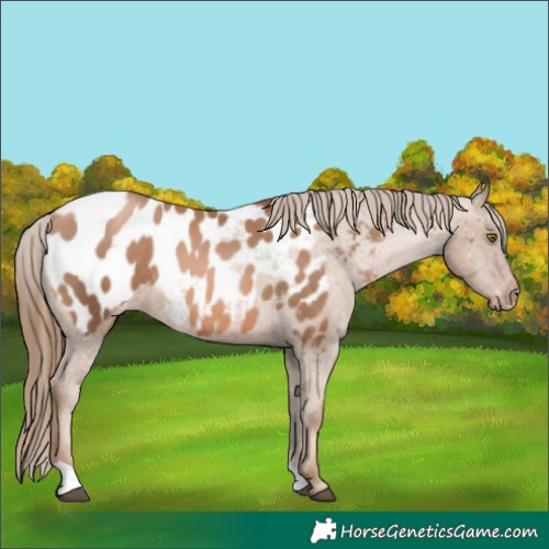 Horse Color:Liver Chestnut Pearl Appaloosa 