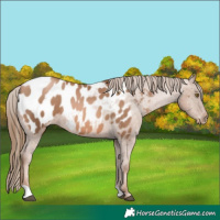 Horse Color:Liver Chestnut Pearl Near Leopard 