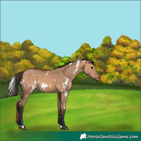 Horse Color:White Spotted Bay Dun