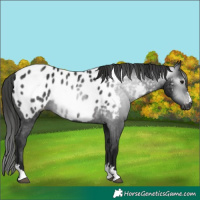 Horse Color:Gray Brown Appaloosa 