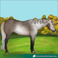Horse Color:Gray Silver Brown Dun 