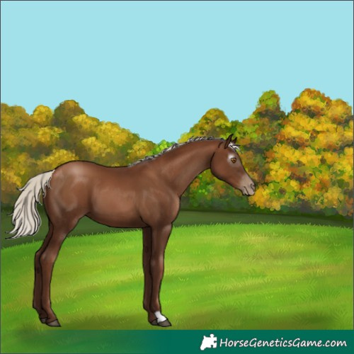 Horse Color:Gray Silver Black Pearl 