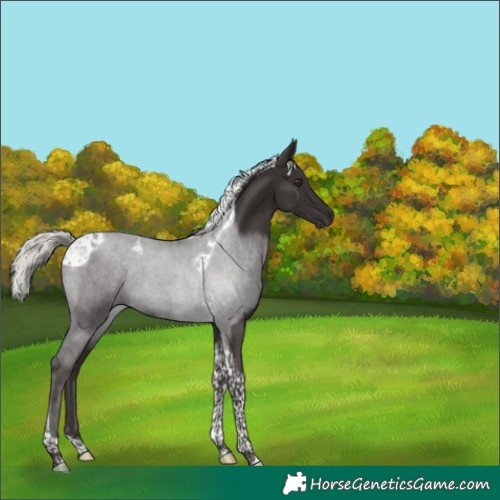 Horse Color:Liver Chestnut Mushroom Tobiano 