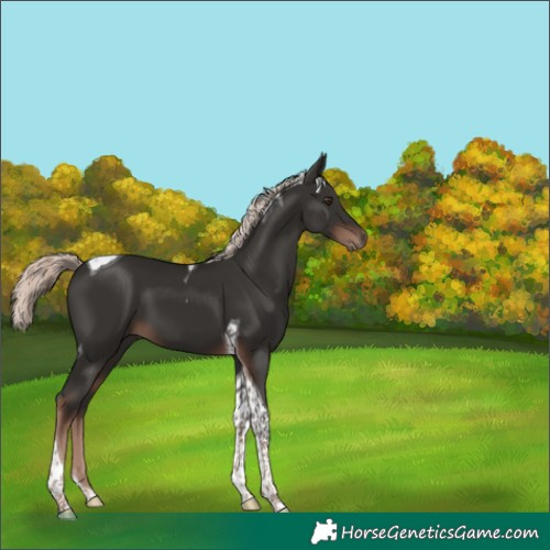 Horse Color:Liver Chestnut Mushroom Tobiano 