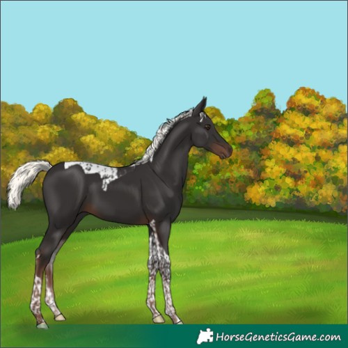 Horse Color:Liver Chestnut Mushroom Tobiano 