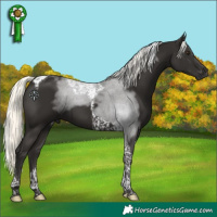 Horse Color:Liver Chestnut Mushroom Tobiano