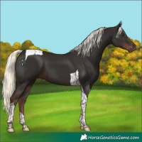 Horse Color:Liver Chestnut Mushroom Tobiano 