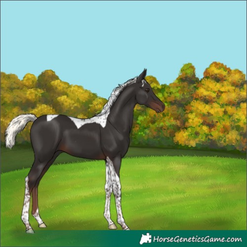 Horse Color:Liver Chestnut Mushroom Tobiano 