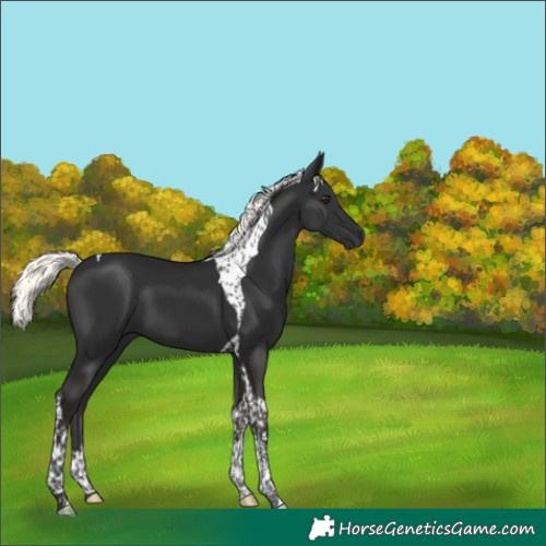 Horse Color:Liver Chestnut Mushroom Tobiano 