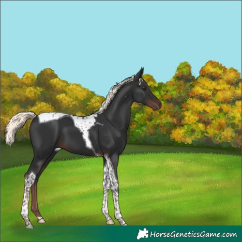 Horse Color:Liver Chestnut Mushroom Tobiano 