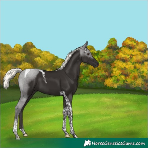 Horse Color:Liver Chestnut Mushroom Tobiano 