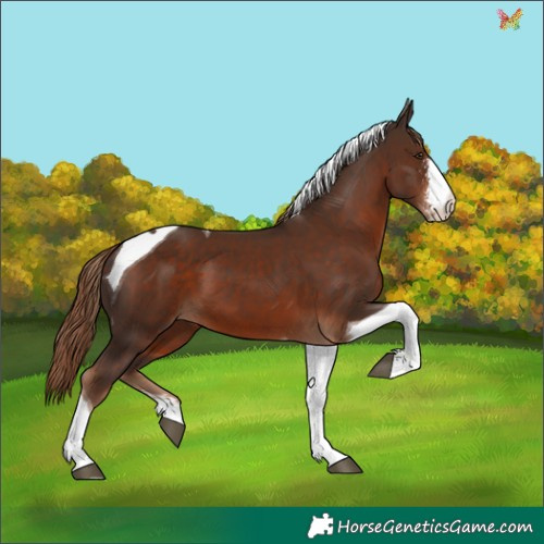 Horse Color:Liver Chestnut Sabino Tobiano 