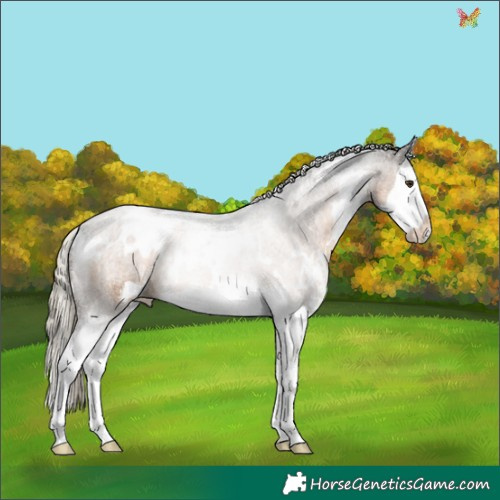 Horse Color:White Spotted Chocolate Palomino Sabino Splash 