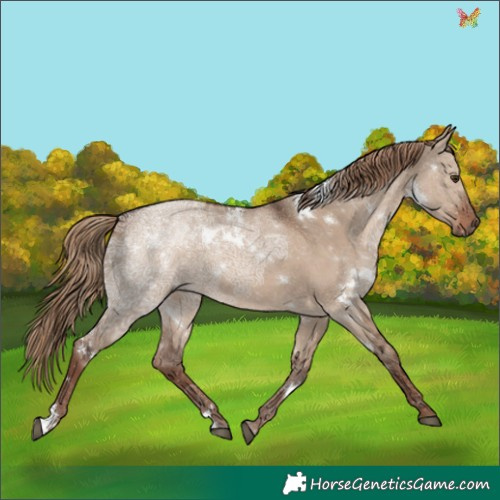 Horse Color:White Spotted Liver Red Dun Ice 
