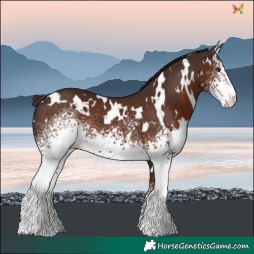 Horse Color:White Spotted Liver Chestnut 