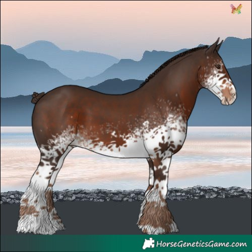 Horse Color:White Spotted Liver Chestnut Sabino 