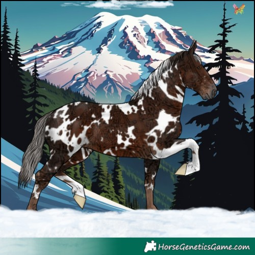 Horse Color:White Spotted Liver Chestnut Ice 