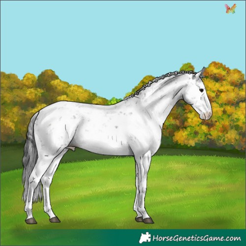 Horse Color:Grullo Sabino 