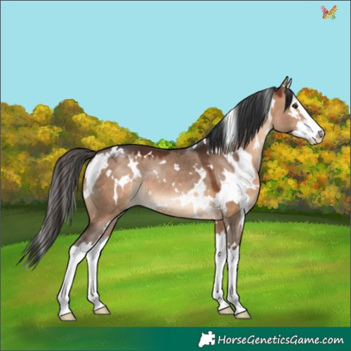 Horse Color:White Spotted Brown Dun Splash 