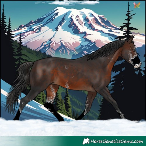 Horse Color:Brown Sabino 