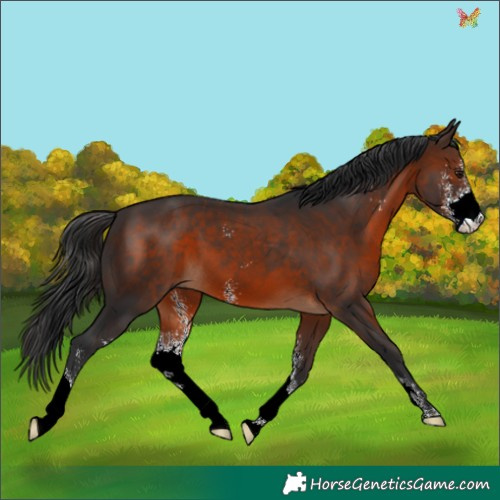 Horse Color:Brown Sabino 