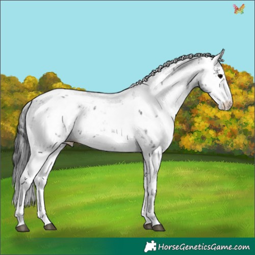 Horse Color:Black Sabino 