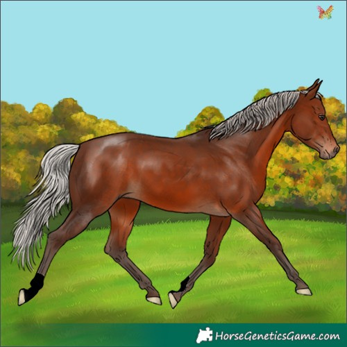 Horse Color:Silver Brown 