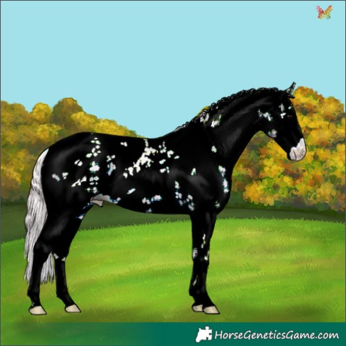Horse Color:Watercolor Silver Black Sabino 