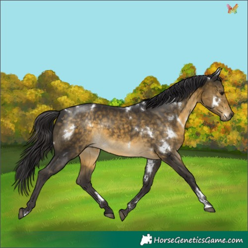 Horse Color:White Spotted Buckskin Rabicano 